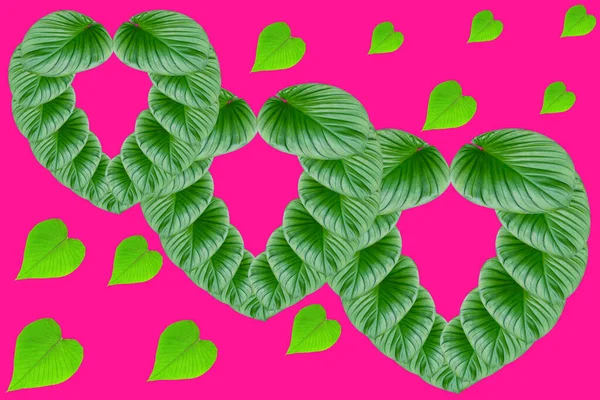 Groene Bladeren Hartvormig Voor Valentijnsdag Concept Blad Huiselijke Verschijnselen Rubescens — Stockfoto