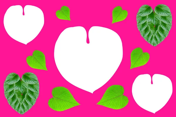 Groene Bladeren Hartvormig Voor Valentijnsdag Concept Blad Huiselijke Verschijnselen Rubescens — Stockfoto