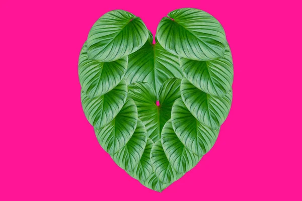 Feuilles Vertes Forme Coeur Pour Concept Saint Valentin Feuille Homalomena — Photo