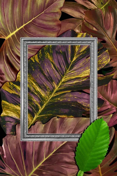 绿叶图案 白色框架 自然概念 热带叶树纹理背景 — 图库照片