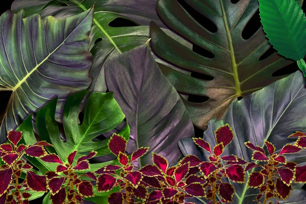 Green Leaves Pattern Nature Concept Tropical Leaf Textured Background — Stock Photo, Image