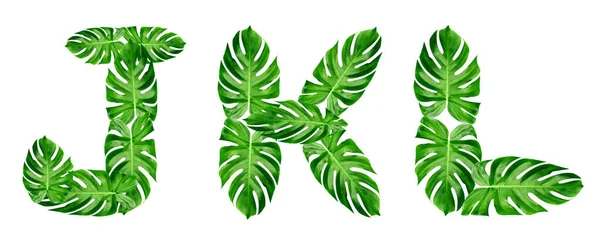 Grüne Blätter Muster Schrift Alphabet Von Blatt Monstera Isoliert Auf — Stockfoto