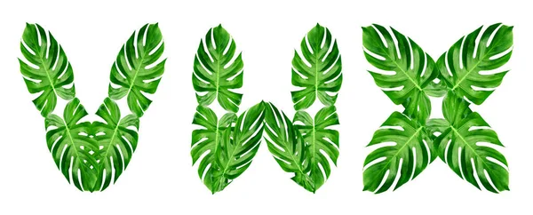 Zöld Levelek Minta Betűtípus Alphabet Levél Monstera Elszigetelt Fehér Háttér — Stock Fotó