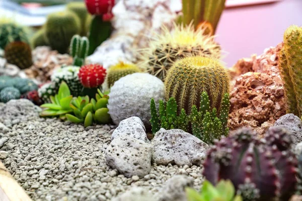 Closeup Various Cactus Plants Garden — Stock Photo, Image