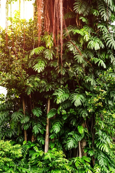 Grüne Blätter Muster Blatt Monstera Wald Für Die Natur Hintergrund — Stockfoto