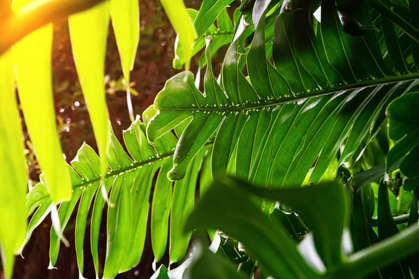 Folhas Verdes Padrão Monstera Folha Floresta Para Fundo Natureza — Fotografia de Stock