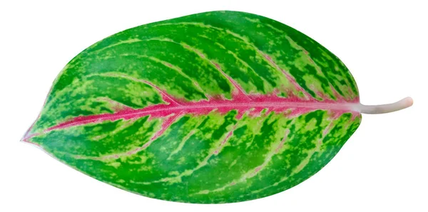 Gröna Blad Mönster Tropiska Blad Aglaonema Kinesiska Evergreen Isolerad Vit — Stockfoto