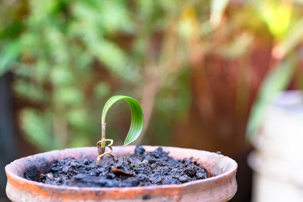 Pola Daun Hijau Pertumbuhan Pohon Palem Dalam Pot Pada Latar — Stok Foto