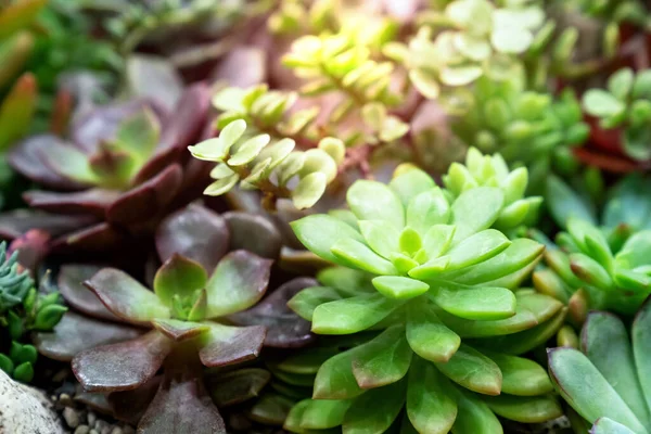 Closeup Various Cactus Plants Garden — Stock Photo, Image