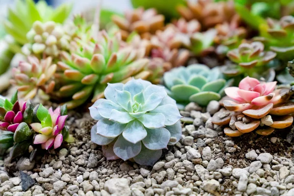 Closeup Various Cactus Plants Garden — Stock Photo, Image