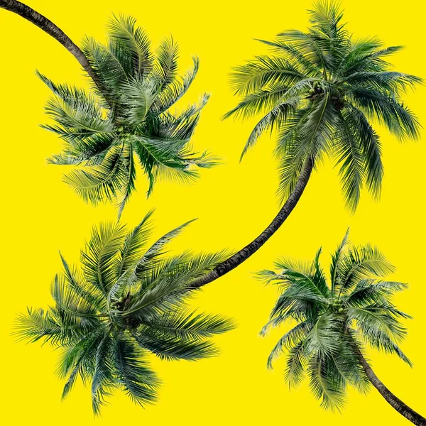 Green palm leaves pattern for nature concept,tropical coconut tree isolated on yellow background