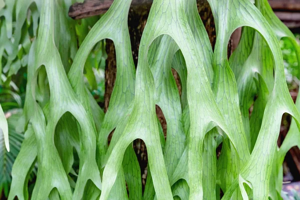 Closeup Green Leaves Pattern Platycerium Perched Tree Stag Horn Fern — Stock Photo, Image