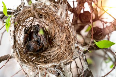 Yuvadaki yavru kuş ağaçta, en tepede.
