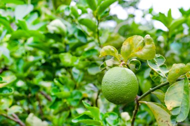 Bahçedeki limon ağacı