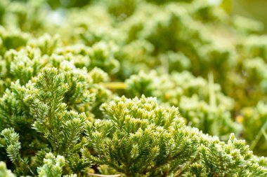 Yaz veya bahar mevsimi konsepti için yeşil yapraklar desen, yaprak bulanık desenli, doğa arka planı