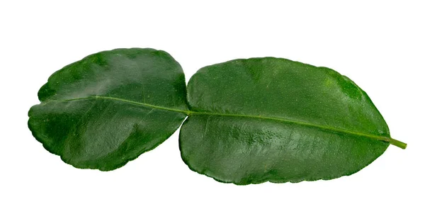 Πράσινο Μοτίβο Φύλλα Φύλλα Kaffir Ασβέστη Απομονώνονται Λευκό Φόντο — Φωτογραφία Αρχείου