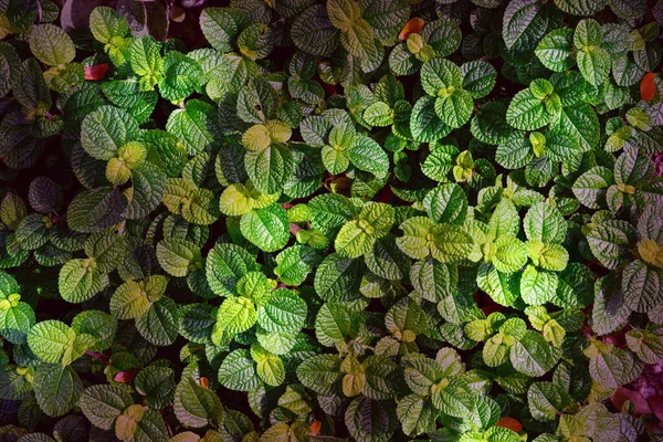 緑の葉のパターン 葉のミントの背景 トップビュー — ストック写真