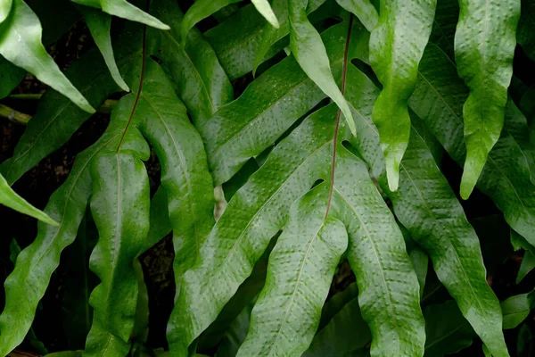 Padrão Folhas Verdes Samambaia Folha Floresta Para Backgroun Natureza — Fotografia de Stock