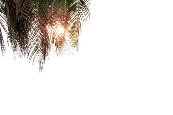 Зелене Листя Кокосового Горіха Сонцем Візерунок Листя Пальми Ізольовані Білому — стокове фото