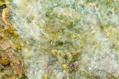 Soyut yakın plan yosun desenli arkaplan