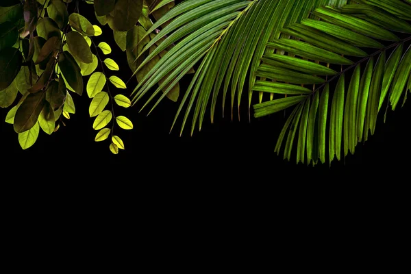 绿叶模式为自然概念 热带叶质感背景与复制空间 — 图库照片