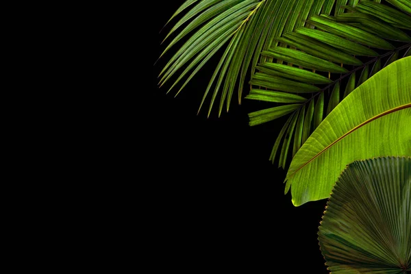 Padrão Folhas Verdes Para Conceito Natureza Folha Tropical Texturizado Fundo — Fotografia de Stock