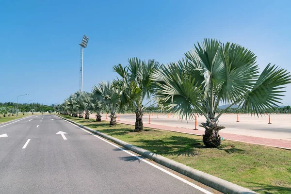 Palmera Bismark Están Cerca Carretera —  Fotos de Stock