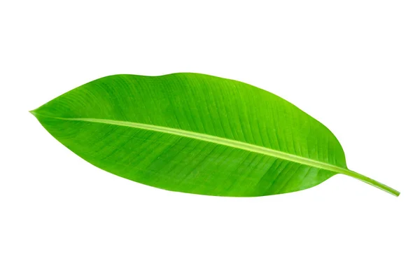 Green Leaves Pattern Leaf Banana Isolated White Background Include Clipping — Stock Photo, Image