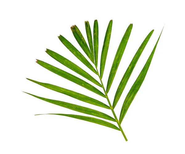 Zelené Listy Vzor Listy Žluté Palmy Izolované Bílém Pozadí — Stock fotografie