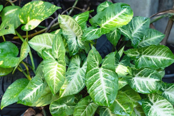 Grünes Blättermuster Blatt Von Syngonium Podophyllum Oder Nephthytis Garten — Stockfoto