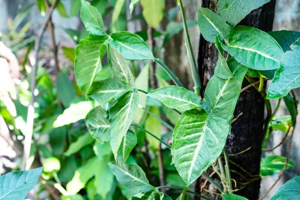 Yeşil Yapraklar Sengonyum Podophyllum Yaprağı Veya Bahçede Nephthytis — Stok fotoğraf