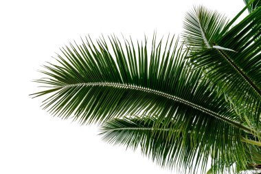 Beyaz arkaplanda yalıtılmış yaprak hindistan cevizi ağacı, yeşil yapraklar desen 