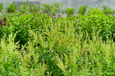 Yeşil yapraklar, yaprak fesleğeni.