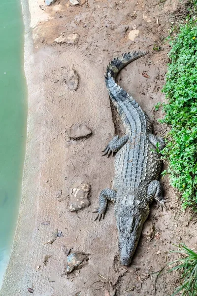 Crocodile Farm Thailand — Stock Photo, Image