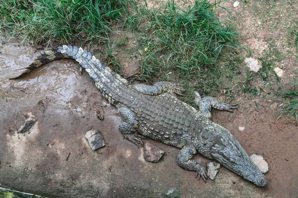 Крокодиловая Ферма Таиланда — стоковое фото