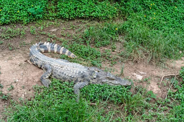 Krokodilodling Thailand — Stockfoto