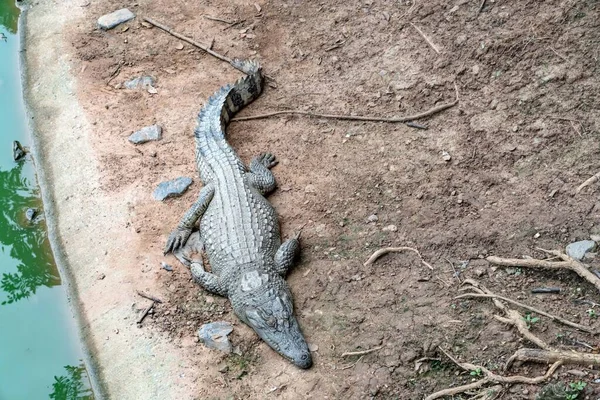 Крокодиловая Ферма Таиланда — стоковое фото