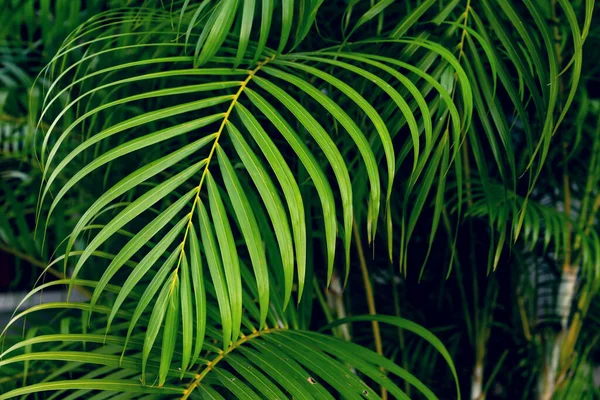 Padrão Folhas Verdes Palmeira Folha Floresta — Fotografia de Stock