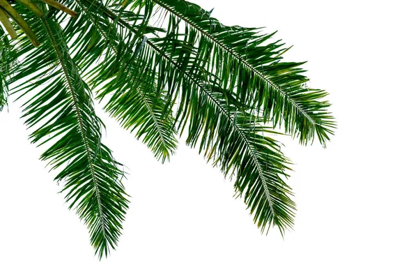 白い背景に孤立した葉のココナッツの木 緑の葉のパターン — ストック写真