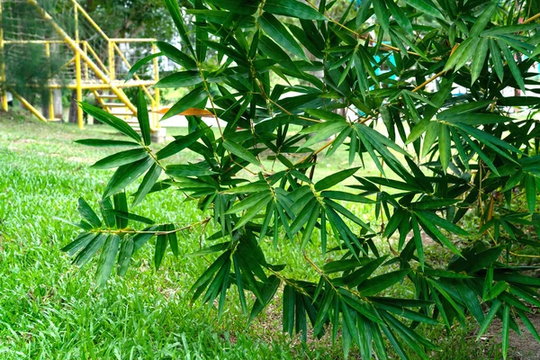 Patrón Hojas Verdes Para Concepto Naturaleza Hoja Bambú Fondo Texturizado —  Fotos de Stock