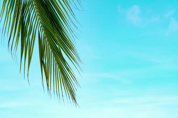 Mar Verano Con Hojas Palma Espacio Copia Cielo Relajante Concepto — Foto de Stock