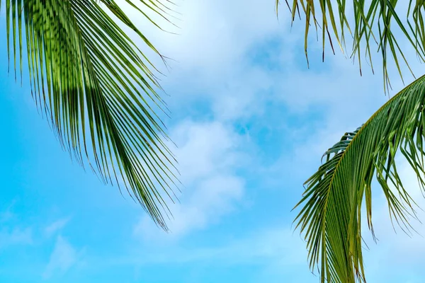 Mar Verano Con Hojas Palma Espacio Copia Cielo Relajante Concepto — Foto de Stock