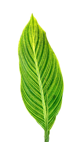 緑の葉のパターン 白い背景に隔離された葉の縞のカンナ植物 クリッピングパスが含まれます — ストック写真