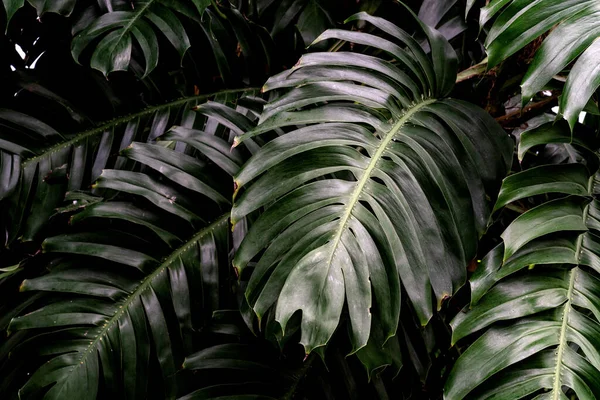 Green Leaves Pattern Leaf Monstera Forest Nature Background — Stock Photo, Image