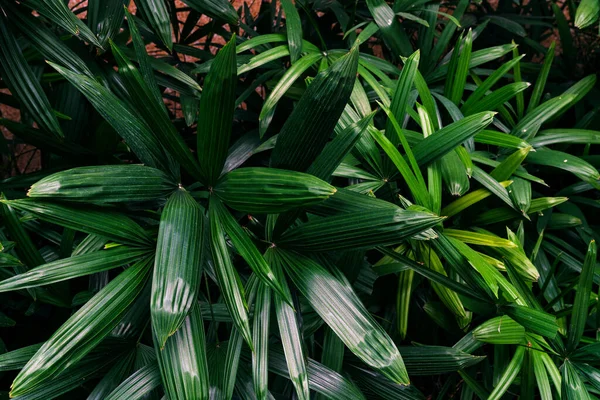 Grünes Blättermuster Blattpalme Wald — Stockfoto