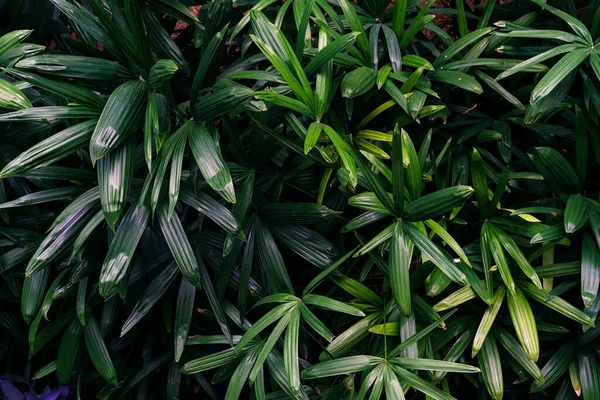 Folhas Verdes Padrão Folha Senhora Palmeira Floresta — Fotografia de Stock