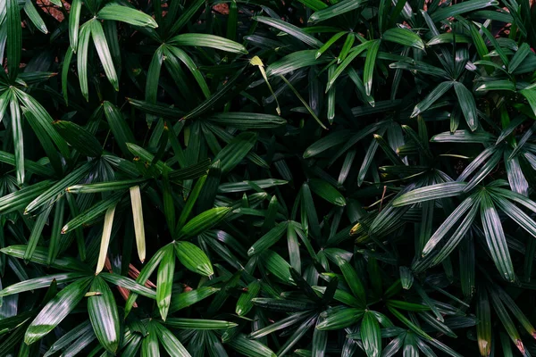 Green leaves pattern,leaf lady palm tree in the forest