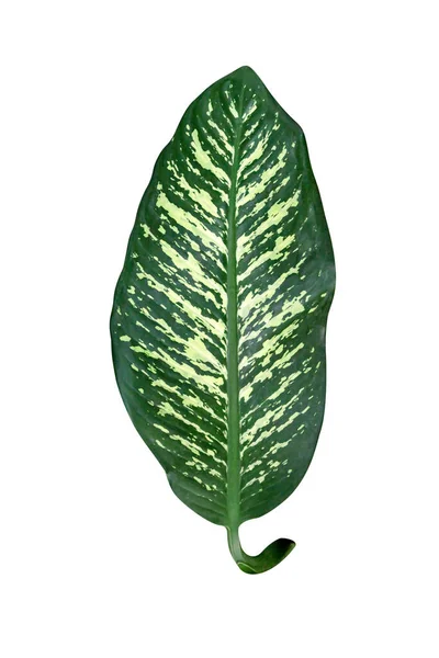 Green Leaves Pattern Leaf Dieffenbachia Tree Isolated White Background Include — Stock Photo, Image