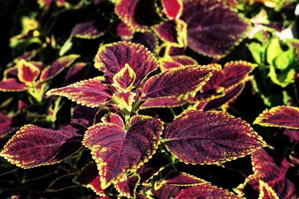 colorful leaves pattern,leaf coleus or painted nettle in the garden