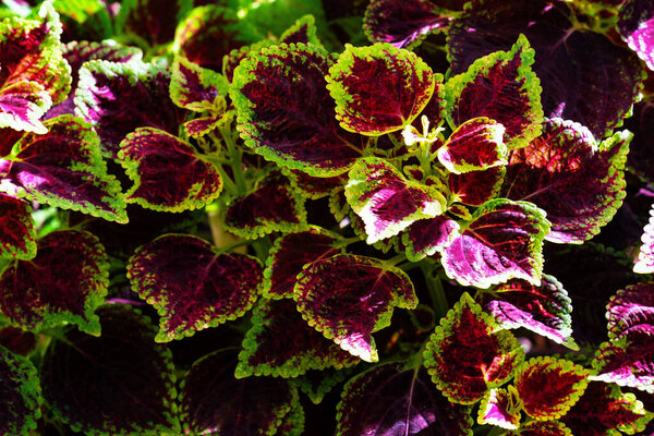 colorful leaves pattern,leaf coleus or painted nettle in the garden